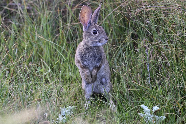 Brush Rabbit 2 (Sylvilagus bachmani), Pacific Grove, California, USA